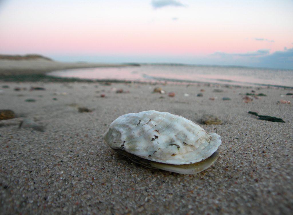 Oyster on the Beach