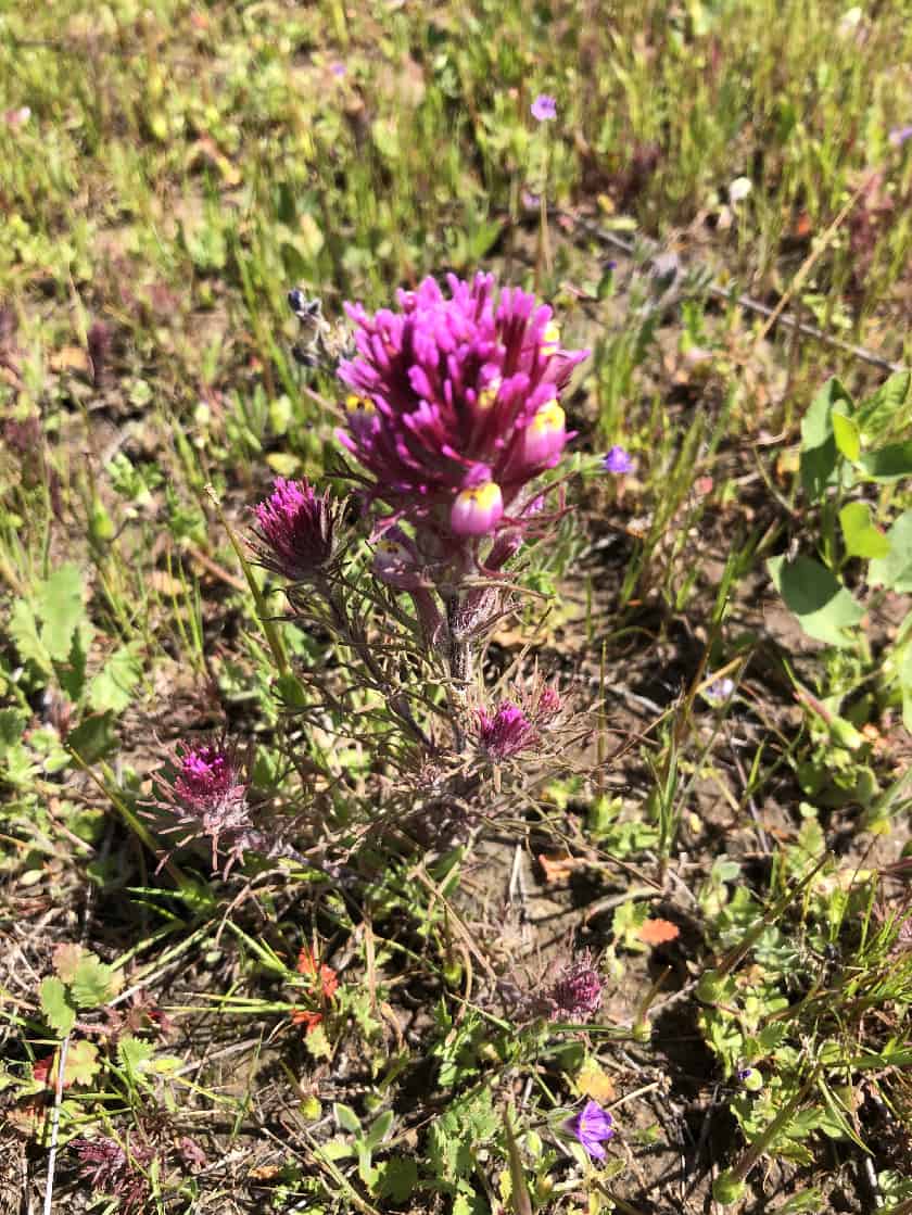 Owl clover