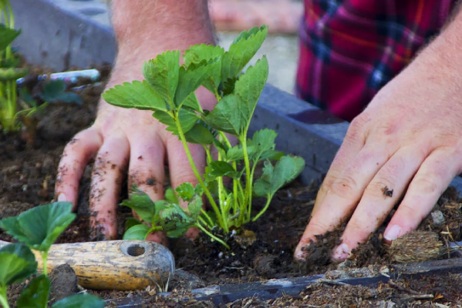 Sow to Harvest!