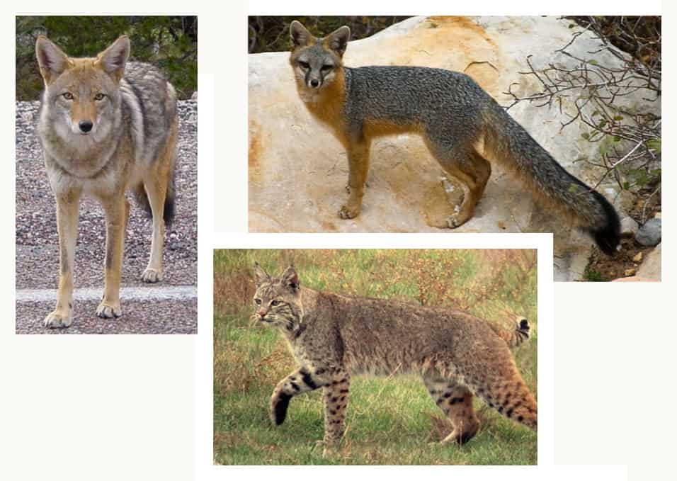 Coyote, fox, bobcat