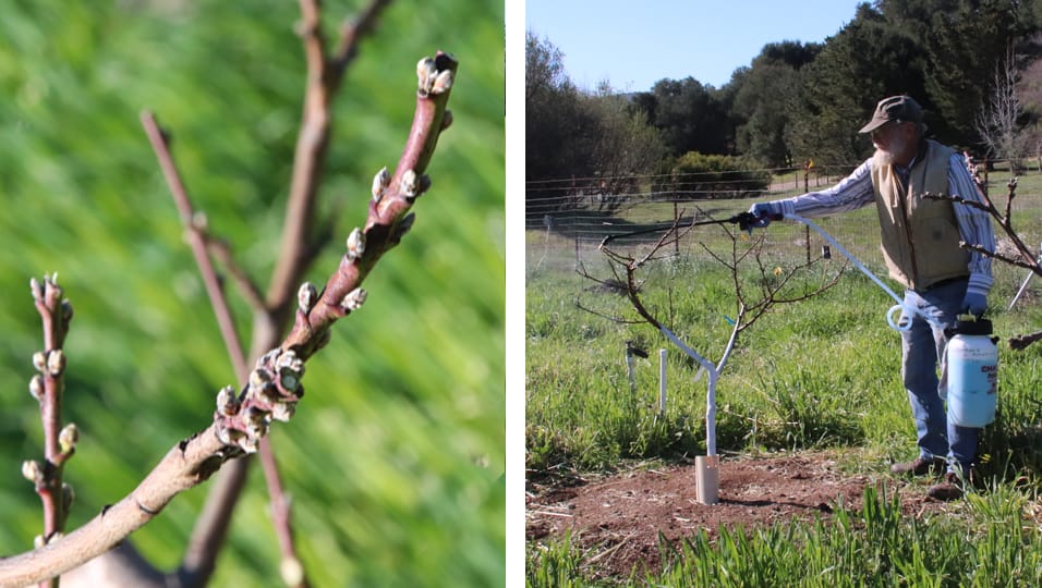 Spraying peach tree buds