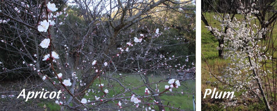 Apricot and Plum blossoms