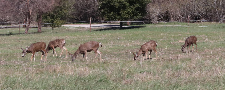 Deer eating fresh greens