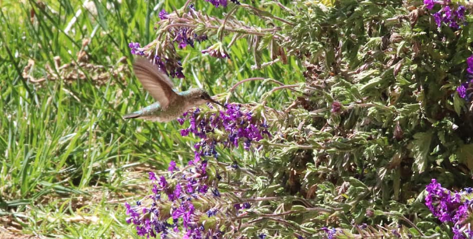 Anna's Hummingbird