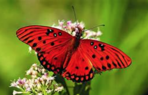 Red Butterfly