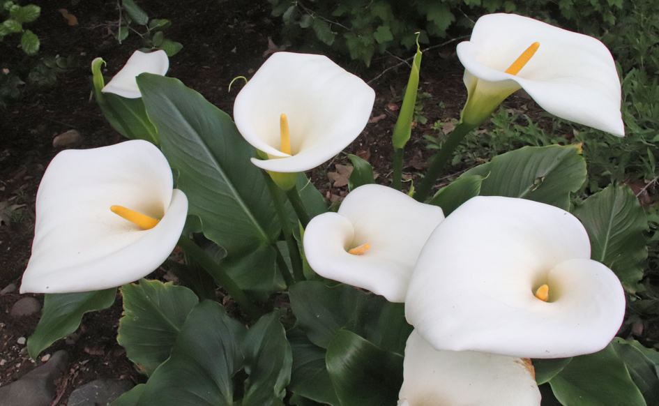 White Easter Lilies