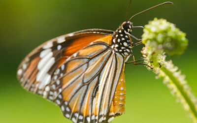 Monarch Butterfly Medicine