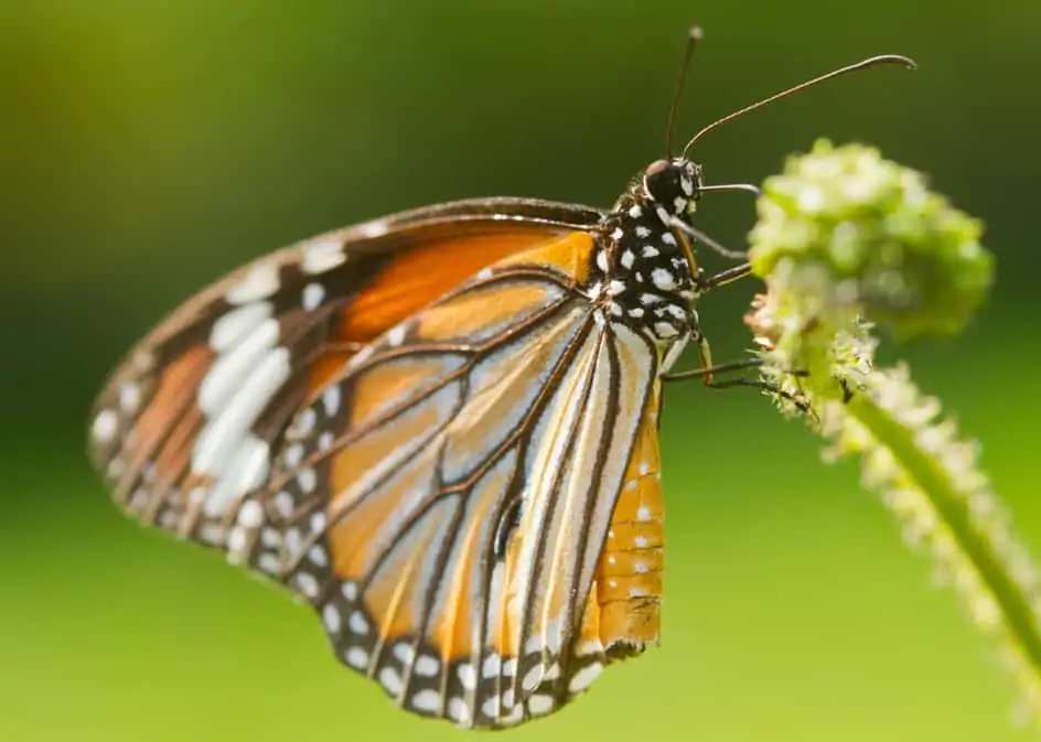 Monarch Butterfly Medicine