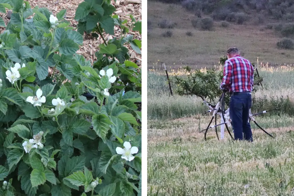 Blackberry flowers & Orchard