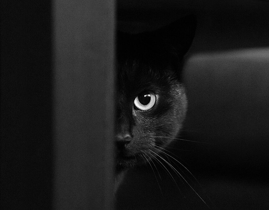 black cat hiding