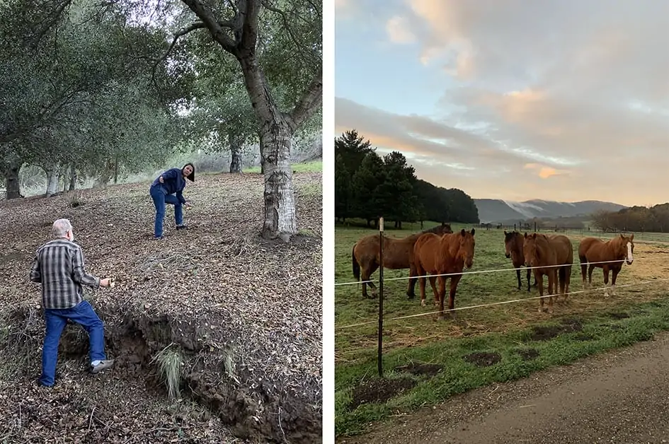 Gathering mushrooms and horses wait for hay