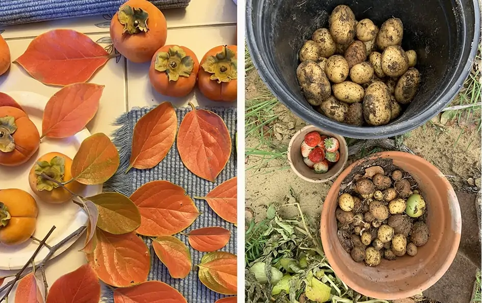 Persimmons and Potatoes