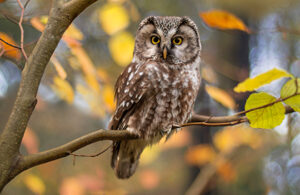 Owl on branch