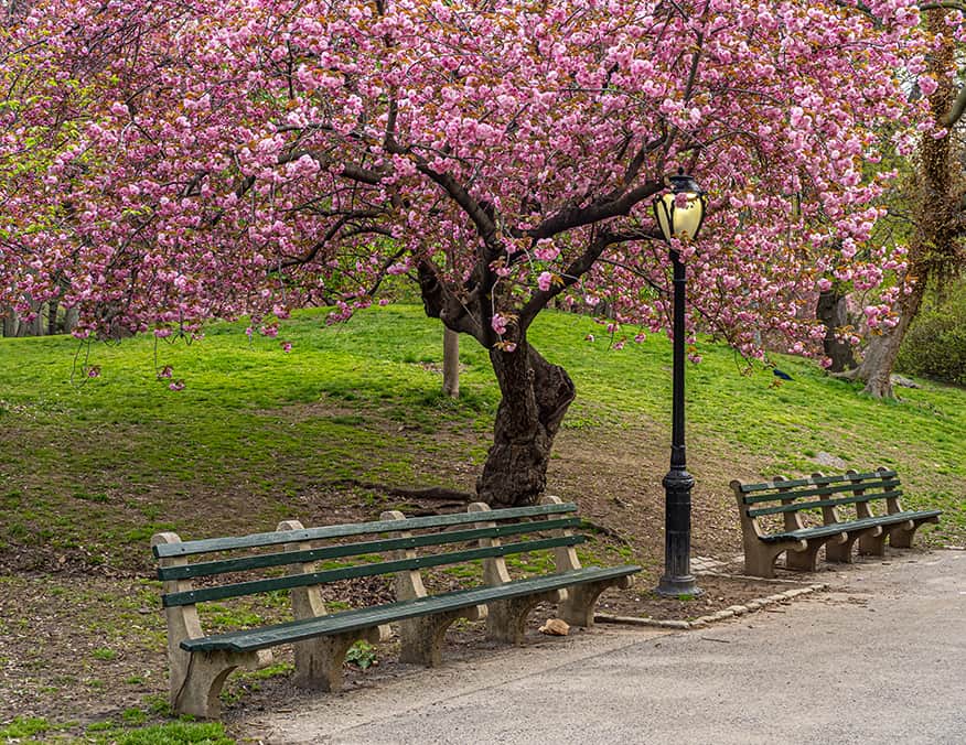 Park Benches under a blooming Cherry Tree