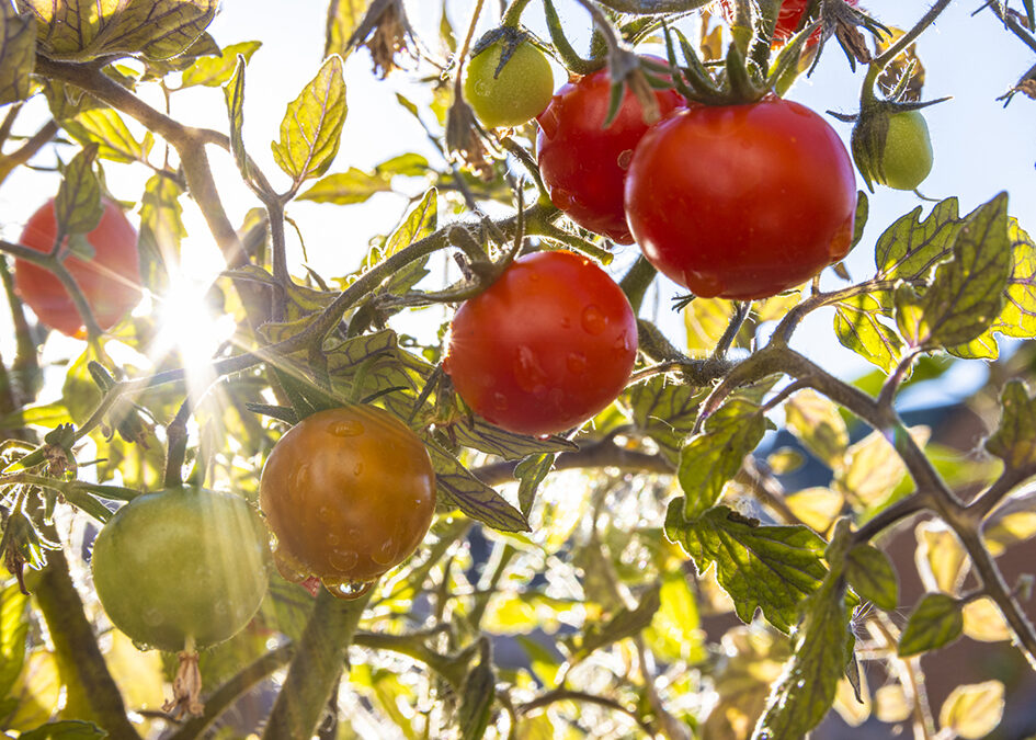 Tomato Plant with Sun shining through it.