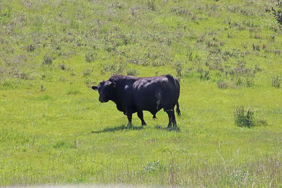 Big Black Bull