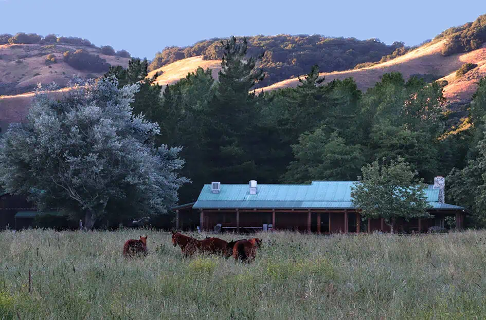 Sunburst Sanctuary with horses