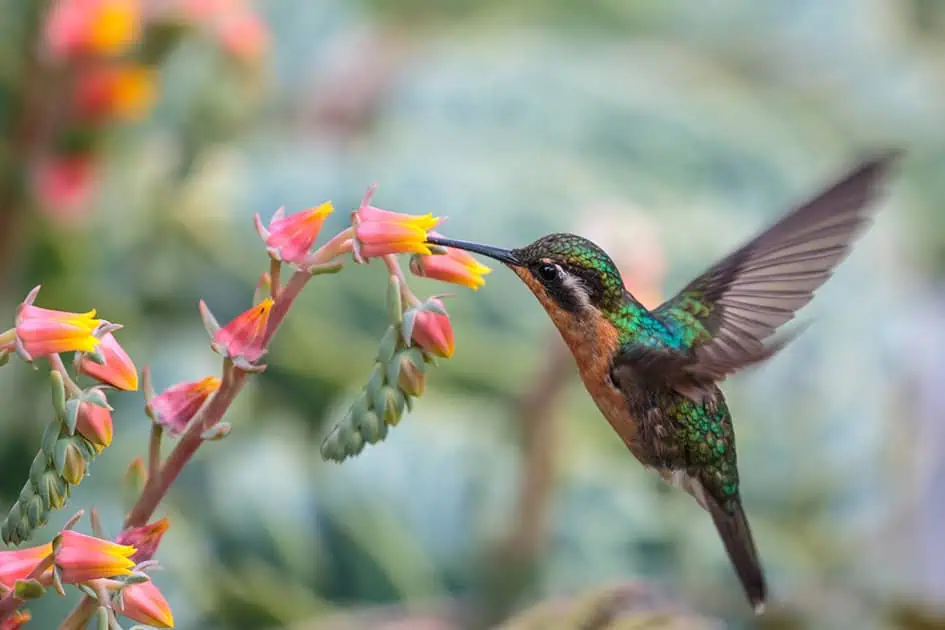 Colorful Hummingbird sipping nectar